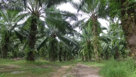 palm trees plantation in thailand. phuket island