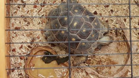 a tortoise in a cage