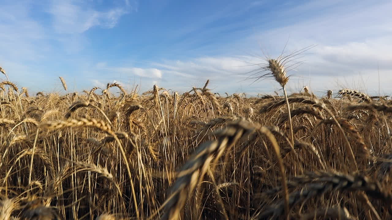 Expansive panorama of flat wheat field, camera descends into crop