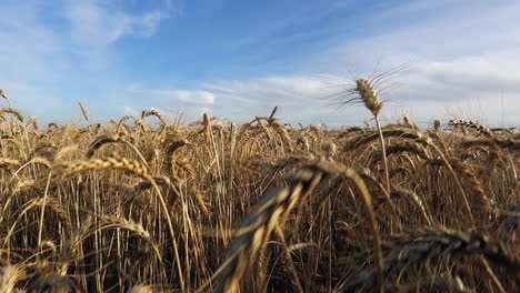 expansive panorama of flat wheat field, camera descends into crop