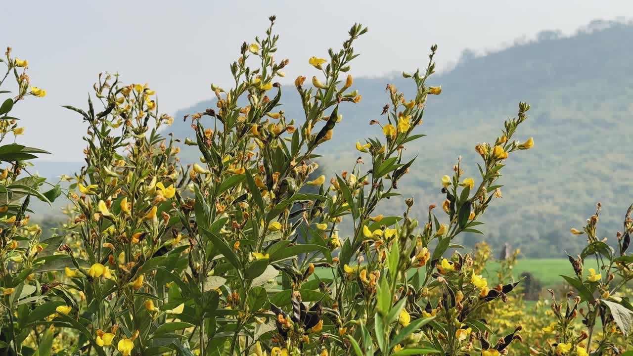 Upper portion of flowering pulse (pigeonpea, arhar, toor) plants swaying gently in wind, yellow blooms against distant hills and open sky in daylight