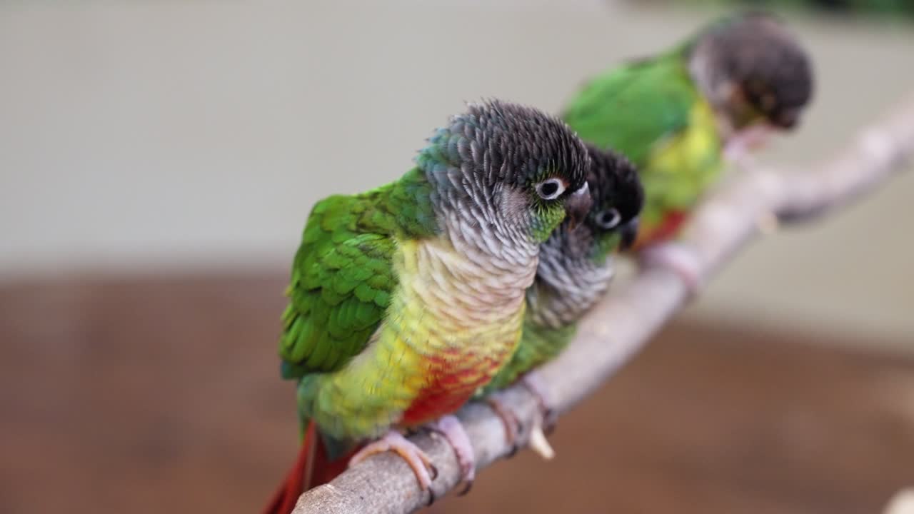 Trio of small green-cheeked conures with colorful plumage sit in a line on a diagonal wooden branch with a soft focus background in Rabbit's Forest Pyeongchang-gun zoo cafe