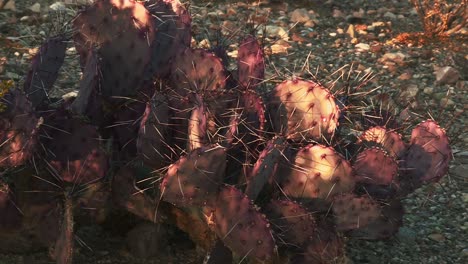 cactus de pera espinosa púrpura en el parque nacional de big bend en el suroeste de texas