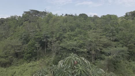 Rivers-and-trees-of-Colombia-3