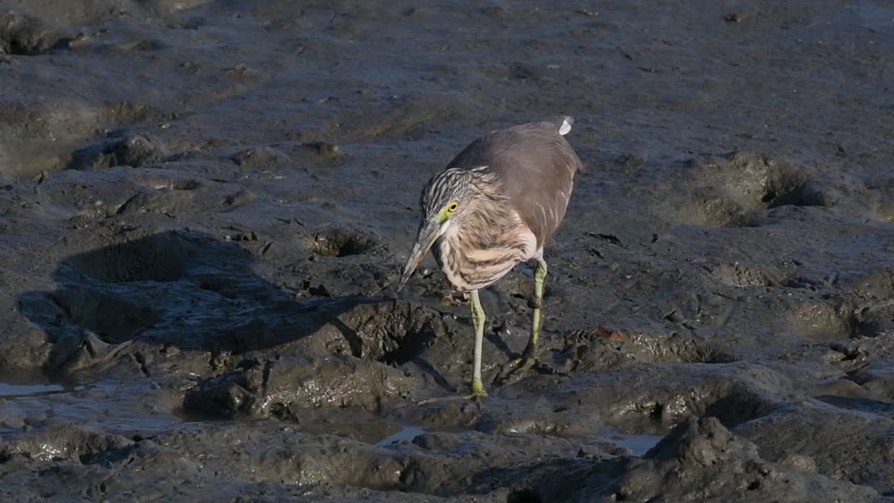 una de las garzas de estanque encontradas en tailandia que muestran diferentes plumajes según la temporada
