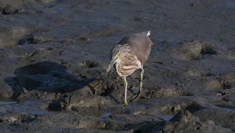 Una-De-Las-Garzas-De-Estanque-Encontradas-En-Tailandia-Que-Muestran-Diferentes-Plumajes-Según-La-Temporada