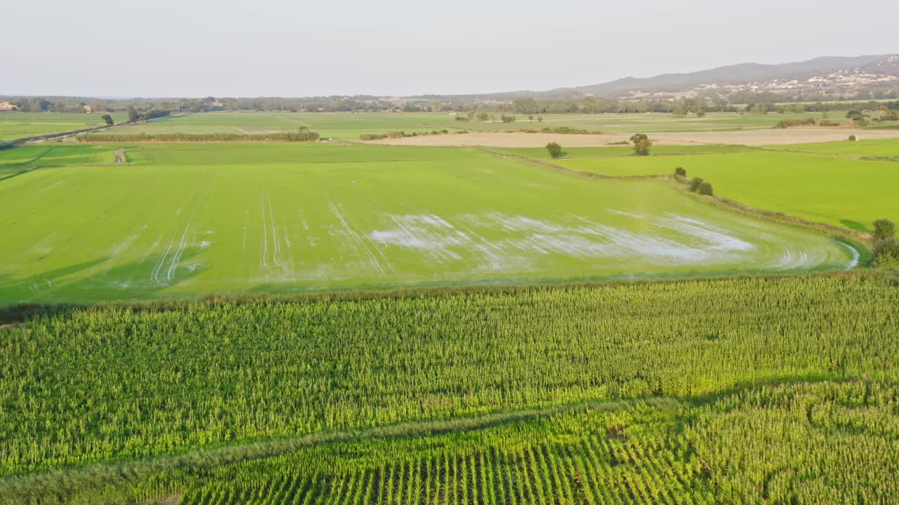 incline hacia abajo la antena sobre vastos campos de girasoles que cubren el paisaje empordà
