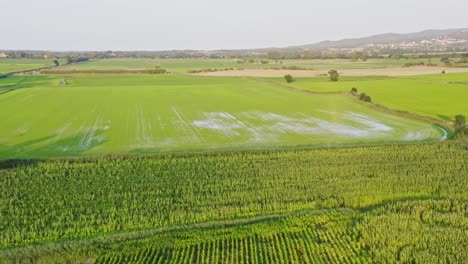 Neigen-Sie-Sich-In-Der-Luft-über-Weite-Sonnenblumenfelder,-Die-Die-Emporda-Landschaft-Bedecken