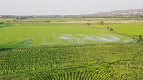 incline hacia abajo la antena sobre vastos campos de girasoles que cubren el paisaje empordà