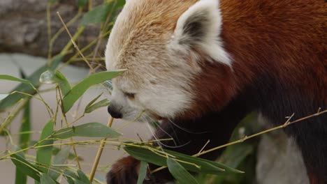 red panda reaches for more leaves and chews on them slomo