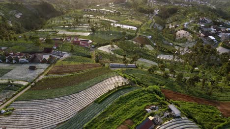 Vista-Aérea-De-La-Plantación-De-Hortalizas-En-La-Mañana-Soleada