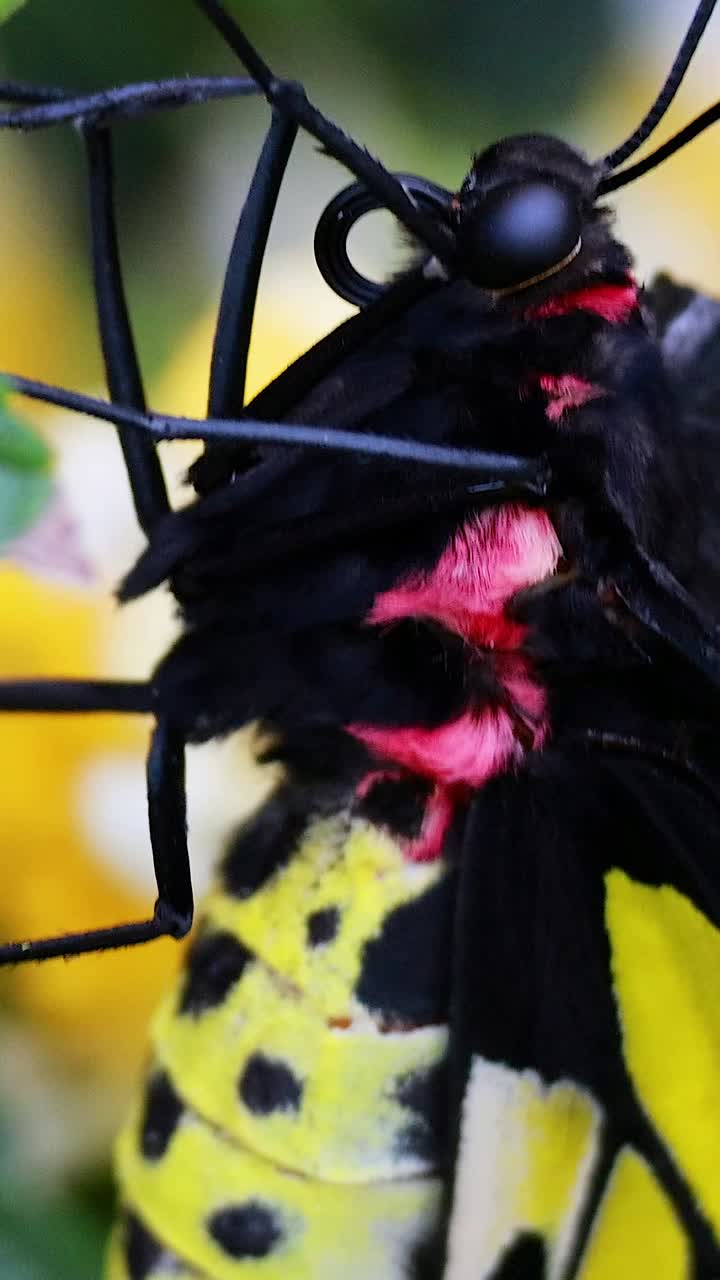 나비가 잎과 노란색 꽃과 상호 작용합니다.