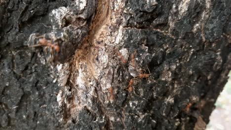 many red ants are walking in rows on surface of tree bark in nature