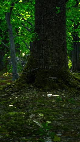 a closeup view of a large tree trunk in a lush forest