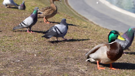 slowmotion of group of pigeons and seagulls with few ducks walking around and chasing each other outside while pigeons trying to mate 100 frames per second