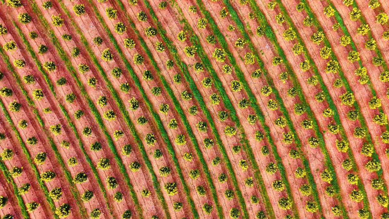 Parallel diagonal rows of agricultural citrus orchard plantation. Straight top down aerial view of parallel diagonal lines of orange trees cultivated in vibrant red clay soil.