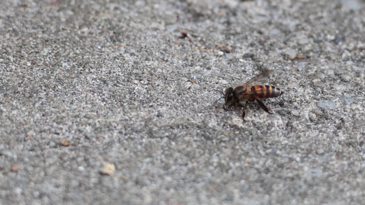 모래 표면 에서 움직이는 벌