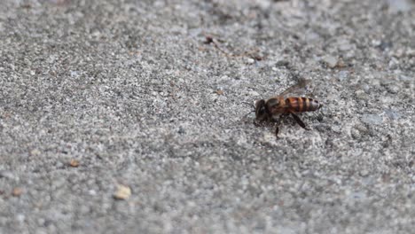 a bee moving on a sandy surface