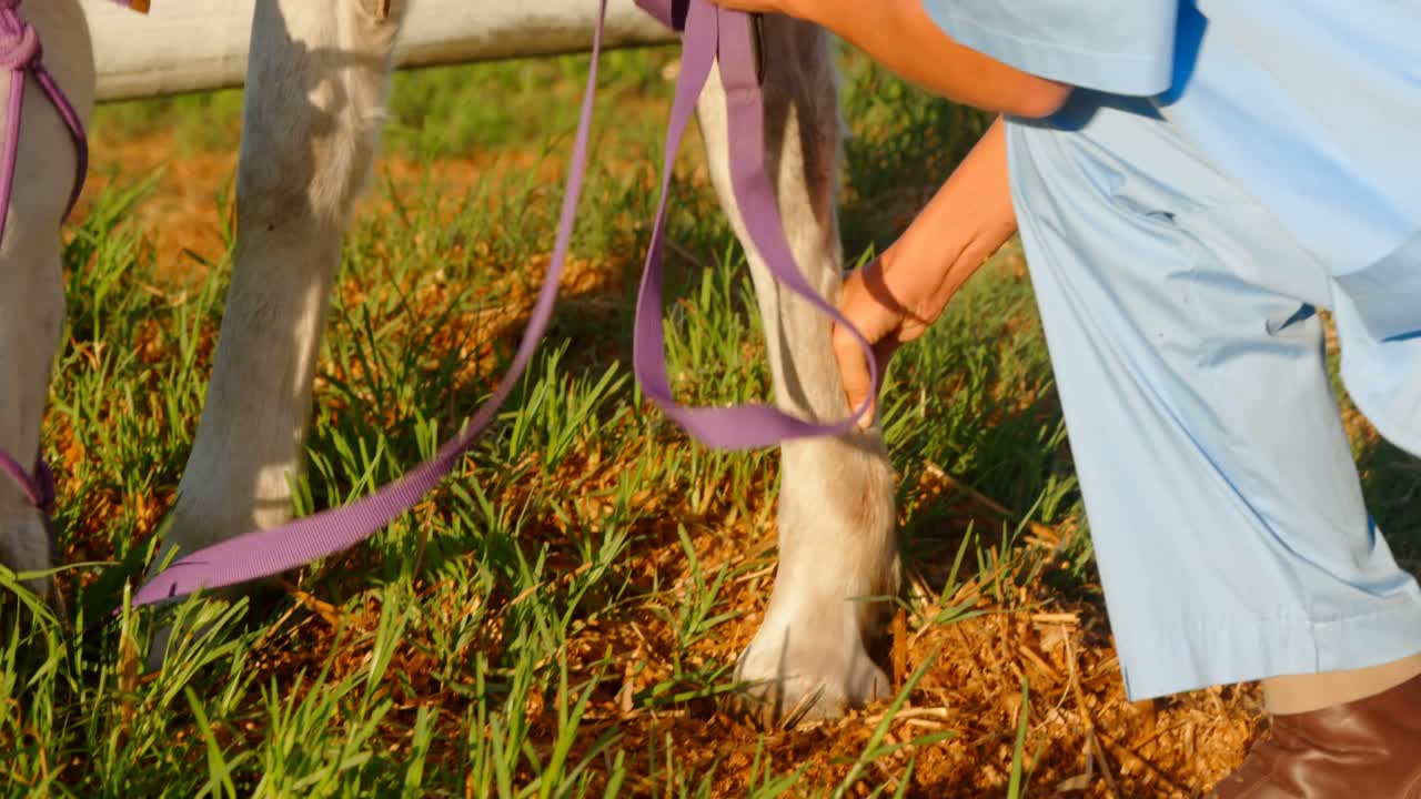 Veterinario che visita il cavallo 4K
