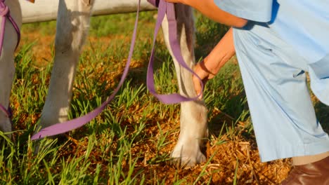 médico veterinario revisando el caballo 4k