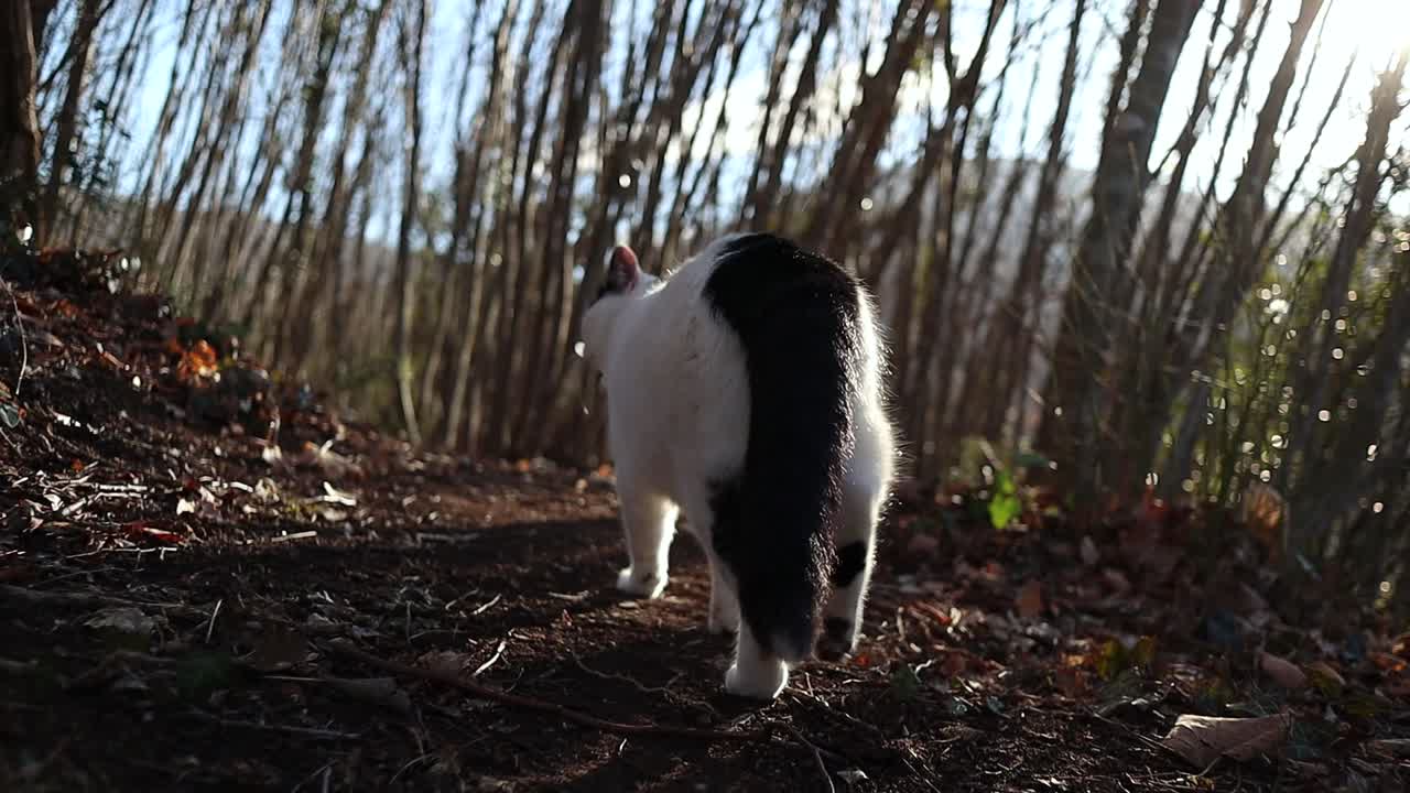 gato blanco y negro mueve su cola y camina por el bosque al atardecer, primer plano en cámara lenta