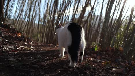 Gato-Blanco-Y-Negro-Mueve-La-Cola-Y-Camina-Por-El-Bosque-Al-Atardecer,-Cámara-Lenta-De-Cerca