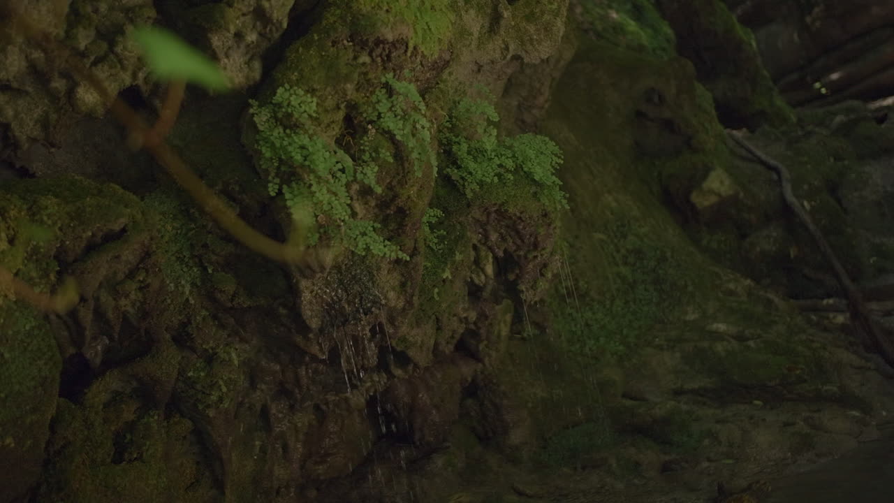 agua goteando de las rocas de musgo en una cueva del bosque