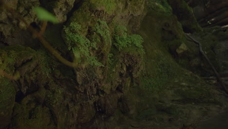 agua goteando de las rocas de musgo en una cueva del bosque