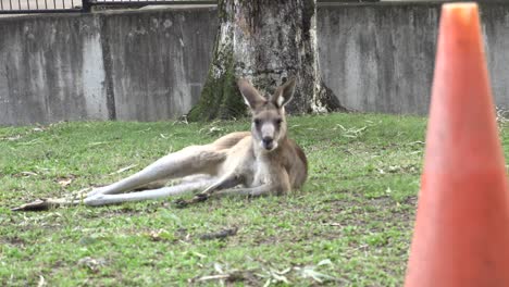 canguro australiano tendido sobre la hierba en cautiverio