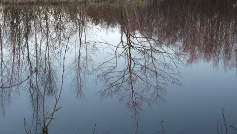 reflection of leafless trees in still, calm water of lake