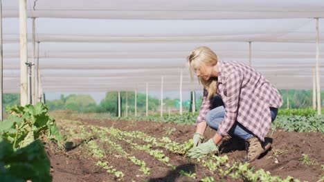 Video-of-caucasian-woman-planting-seedlings-in-greenhouse