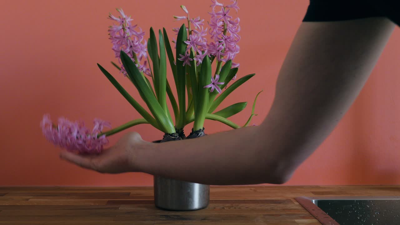 jacinto en maceta en la cocina