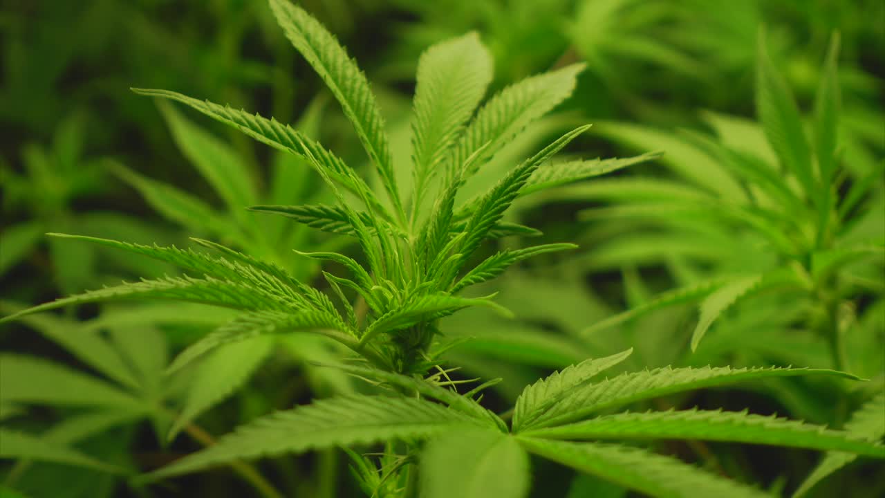 개화 시작 5주차에 어린 대마초 식물, 정적 샷