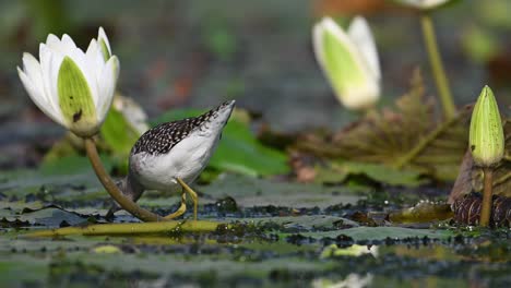 wood sandpiper feeding on floating leaf