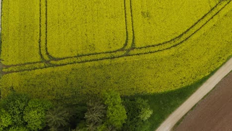 Look-up-drone-shot-from-a-group-of-green-trees-up-to-a-wide-yellow-blooming-rapeseed-field-at-a-summerday-in-4K