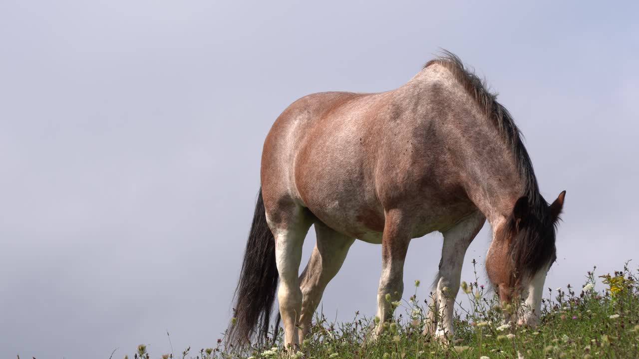 bajo un magnífico cielo azul, puedes admirar un saludable caballo marrón comiendo hierba