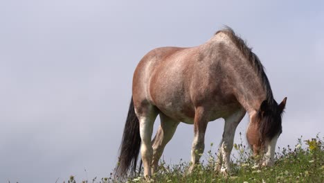 Unter-Einem-Strahlend-Blauen-Himmel-Können-Sie-Ein-Gesundes-Braunes-Pferd-Bewundern,-Das-Gras-Frisst