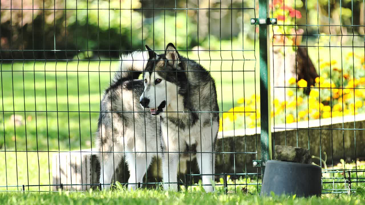 Husky dog behind wire fence in green garden, alert and watching, summer sunlight