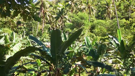 hermosa densa selva tropical disparada moviéndose a través de hojas de palma exuberantes en las filipinas