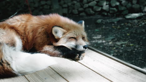 ein friedlich schlafender fuchs im fuchsdorf miyagi zao, japan – nahaufnahme