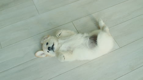 a cute puppy of a golden retriever lies on his back on the floor in the house. funny videos with pets