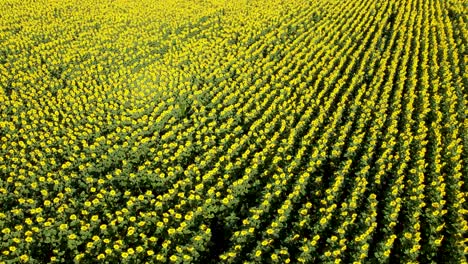 Vista-Aérea-De-Alto-ángulo-Del-Campo-De-Girasoles-De-Color-Amarillo-Vivo-Balanceándose-Suavemente-Con-La-Brisa