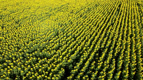 vista aérea de alto ángulo de un campo de girasol amarillo vívido que se balancea suavemente en la brisa