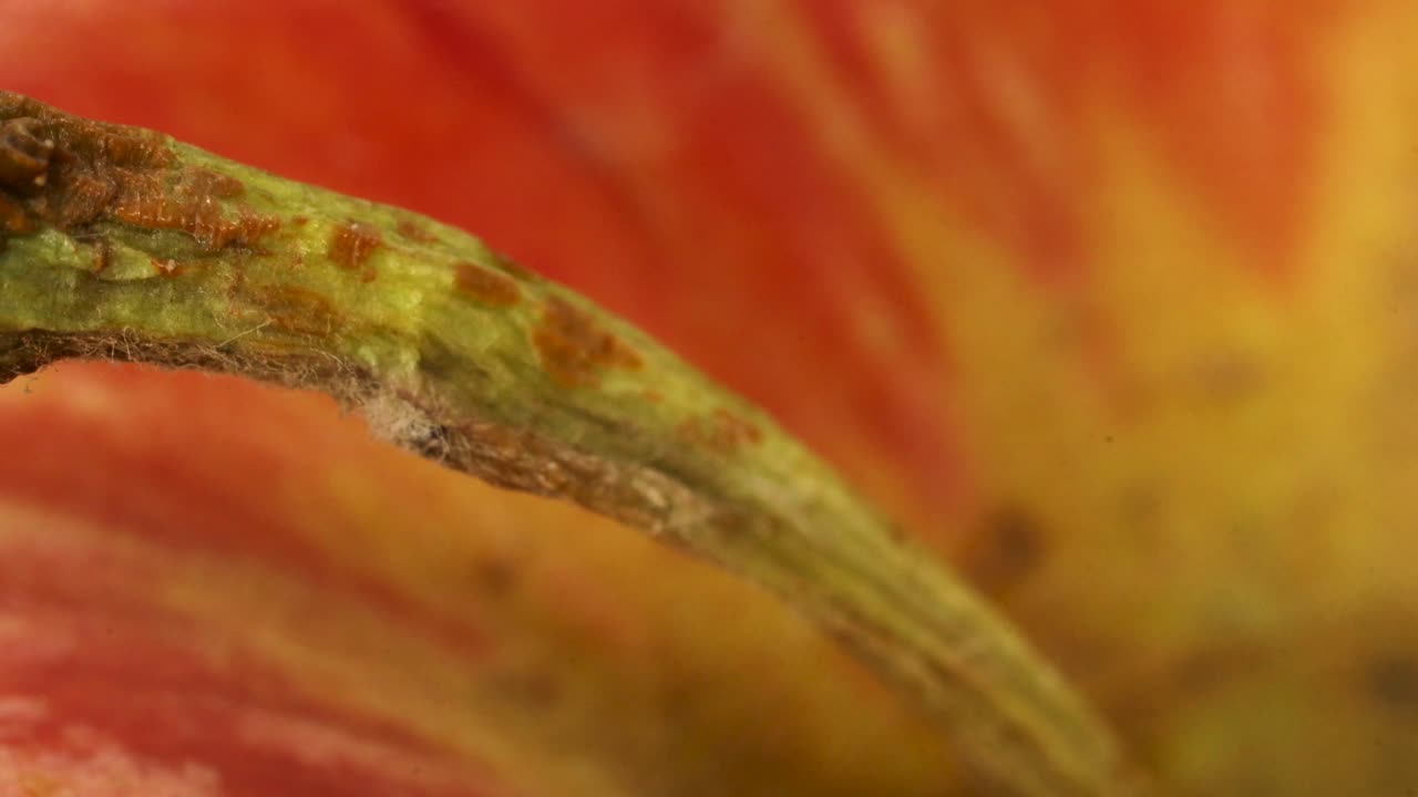 disparo macro de tallo de manzana roja en 4k