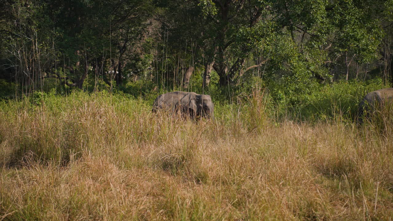 Elefante al rallentatore nell'erba, pomeriggio sereno, Parco Nazionale Jim Corbett, India.