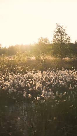 amanecer sobre un pantano con plantas de algodón
