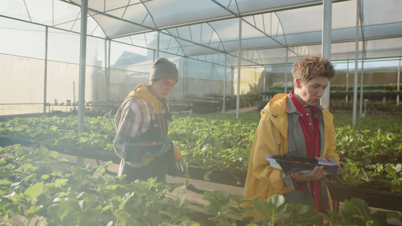 Female Berry Pickers Working in Greenhouse and Talking