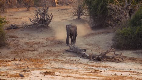 elephant running towards camera during sunset in botswana