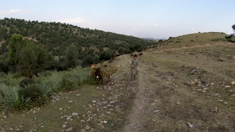 transporting with a donkey