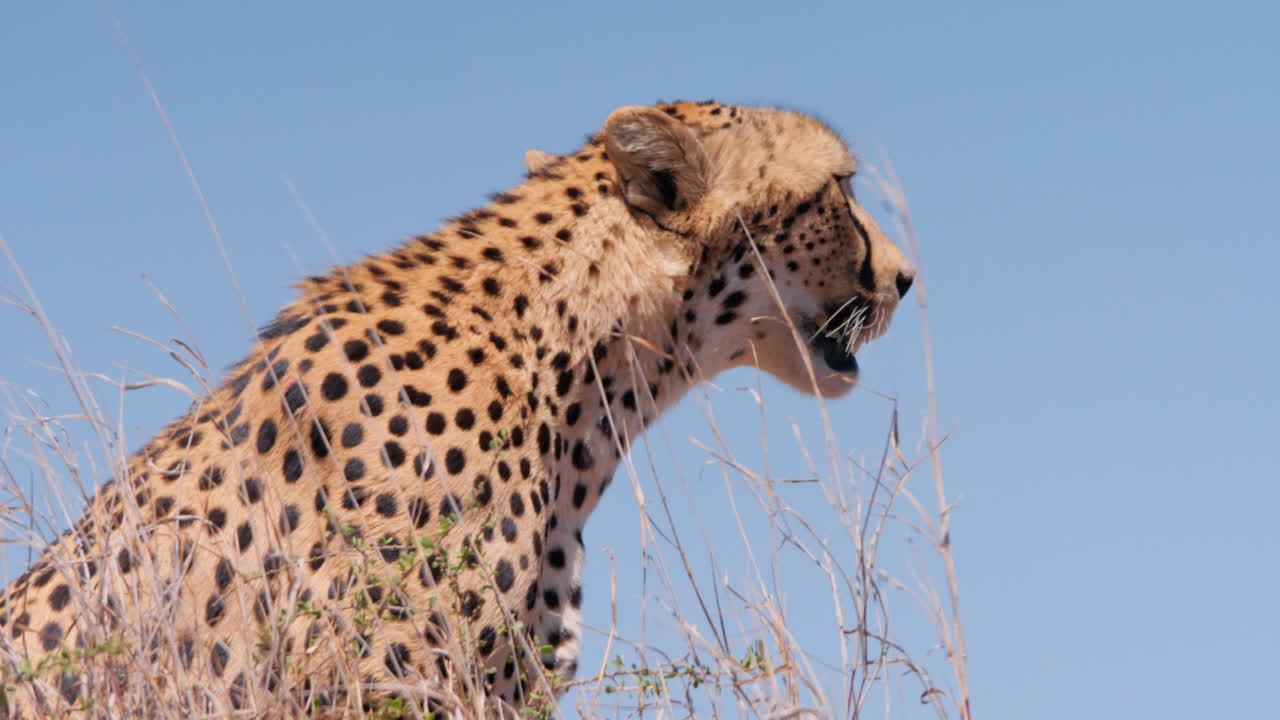 Close up of a cheetah's head looking through the savannah at noon